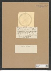 Coscinodiscus radiatus Castr. (de-Toni-Nr.: Genus 202, Species 5198) Zeichnungen Sammlung Grunow Nr. 8911 (NHMW-BOT-W0378576)